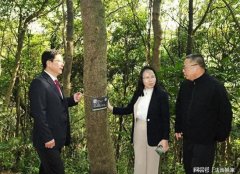 全国人大代表和东莞市检察长沈丙友开展巡林工作的新闻引关注