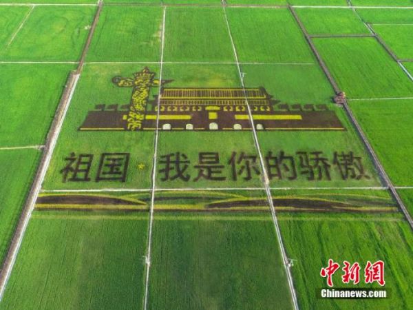 5图为产业园中的稻田画。 李硕行 摄
