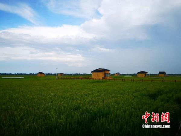 6图为建在稻田中的“稻梦星空”。 郎朗 摄
