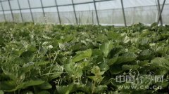 【幸福花开新边疆】海拔3000米的地方有个“草莓 【幸福花开新边疆】海拔3000米的地方有个“草莓